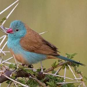 Cordonbleu cyanocéphale