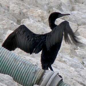 Cormoran de Socotra