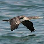 Cormoran de Socotra