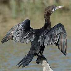 Cormoran de Vieillot