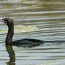 Cormoran de Vieillot