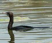 Cormoran de Vieillot