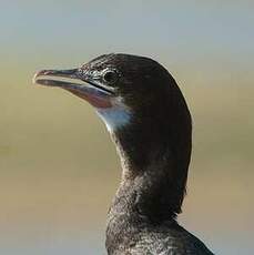 Cormoran de Vieillot