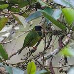 Cotinga vert et noir