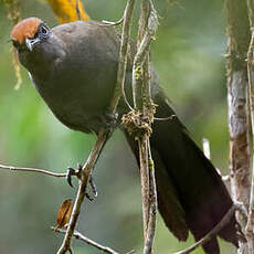 Coua de Reynaud