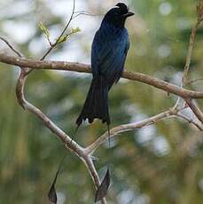 Drongo à raquettes