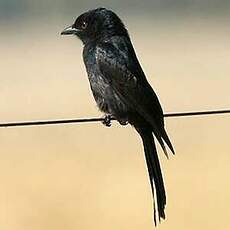 Drongo brillant