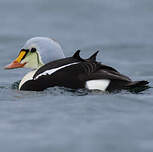 Eider à tête grise