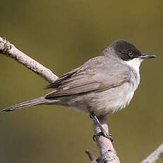 Fauvette orphéane