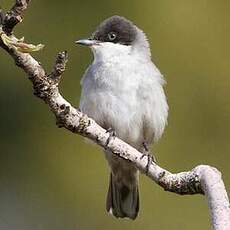 Fauvette orphéane