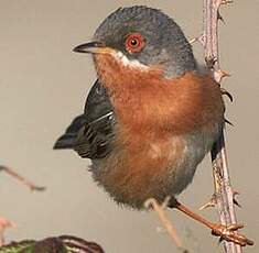 Fauvette passerinette