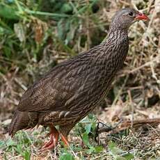 Francolin écaillé