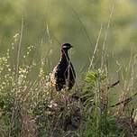 Francolin noir