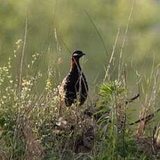 Francolin noir