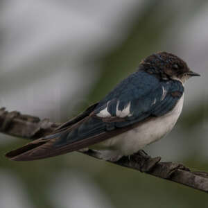 Hirondelle à ailes tachetées