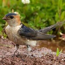 Hirondelle rousseline