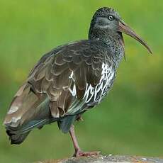 Ibis caronculé