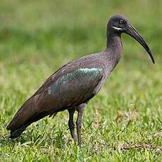 Ibis hagedash