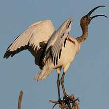 Ibis sacré