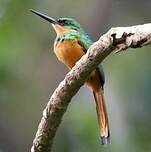 Jacamar à queue rousse