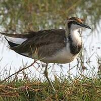 Jacana à longue queue