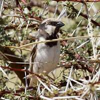 Moineau blanc