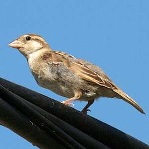 Moineau cisalpin