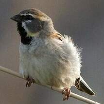 Moineau de la mer Morte