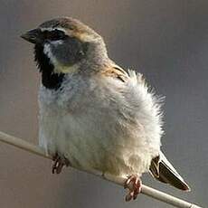 Moineau de la mer Morte