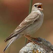 Moineau pâle