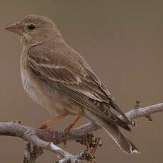 Moineau pâle