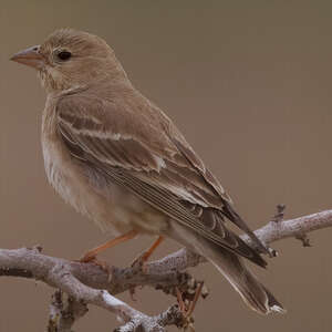 Moineau pâle