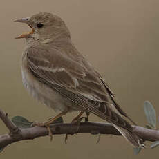 Moineau pâle