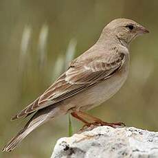 Moineau pâle