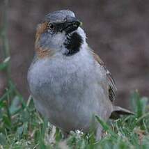 Moineau roux