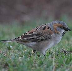 Moineau roux