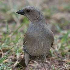 Moineau swahili