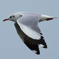 Mouette du Tibet