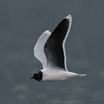 Mouette pygmée