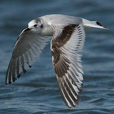 Mouette pygmée