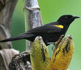 Oriole à épaulettes