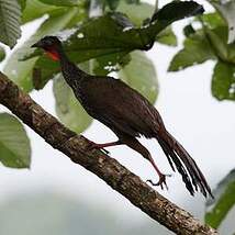 Pénélope du Cauca