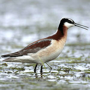 Phalarope de Wilson