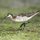 Phalarope de Wilson