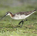 Phalarope de Wilson