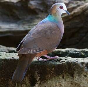 Pigeon à masque blanc