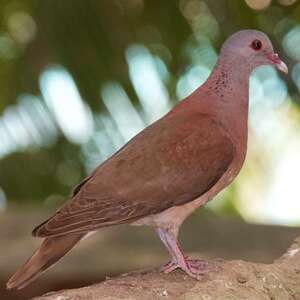 Pigeon de Madagascar