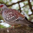 Pigeon roussard