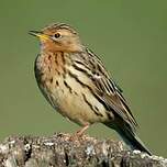 Pipit à gorge rousse