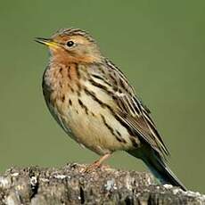 Pipit à gorge rousse